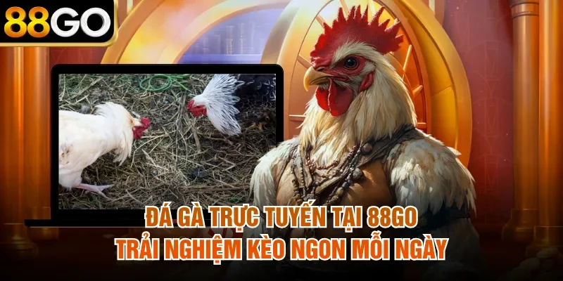 Đá Gà Trực Tuyến Tại 88Go Trải Nghiệm Kèo Ngon Mỗi Ngày